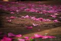 Photo pétale de rose au sol lors d'un mariage à La Réunion